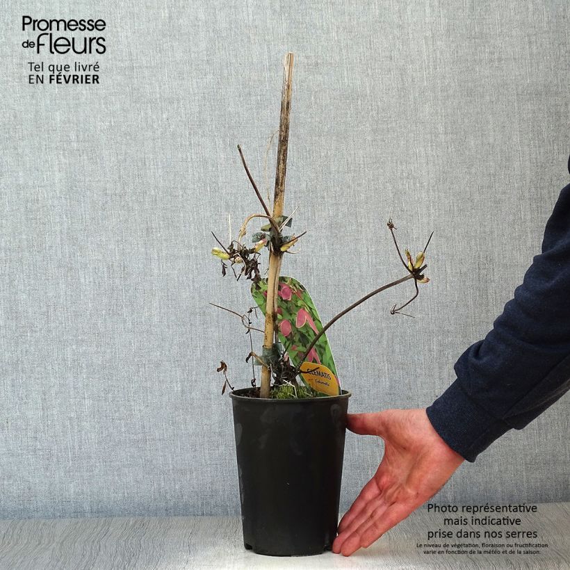 Exemplar von Waldrebe Columella - Clematis Topf mit 2L/3L wie im Winter geliefert