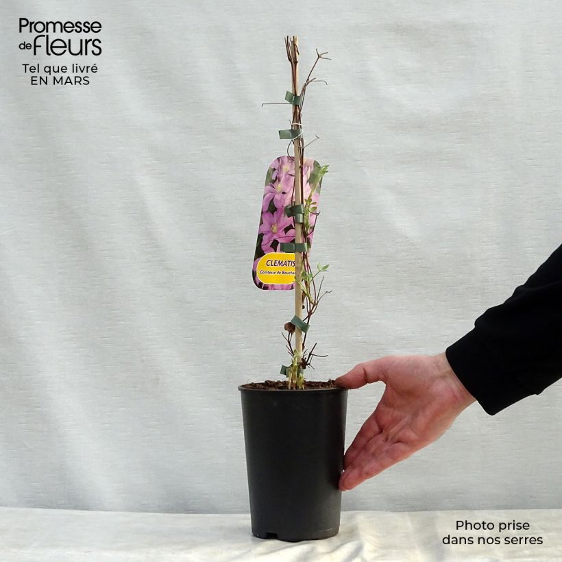 Exemplar von Waldrebe Comtesse de Bouchaud - Clematis Topf mit 2L/3L wie im Frühjahr geliefert