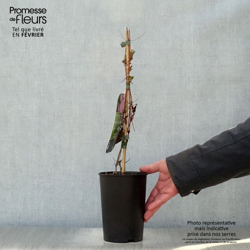 Exemplar von Waldrebe Comtesse de Bouchaud - Clematis Topf mit 2L/3L wie im Winter geliefert