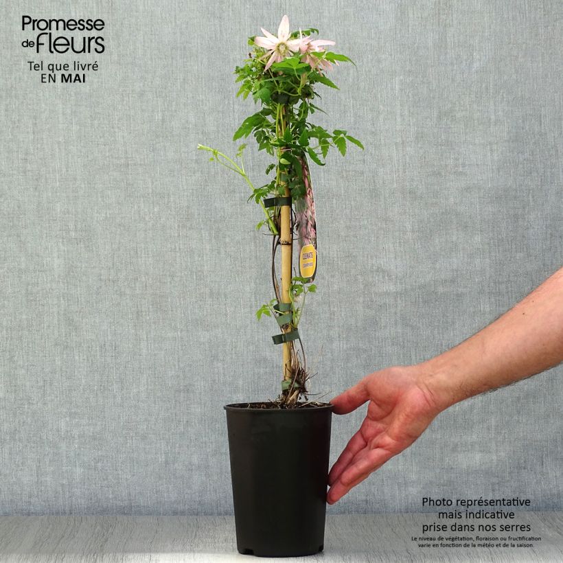 Exemplar von Waldrebe Country Rose - Clematis Topf mit 2L/3L wie im Frühjahr geliefert