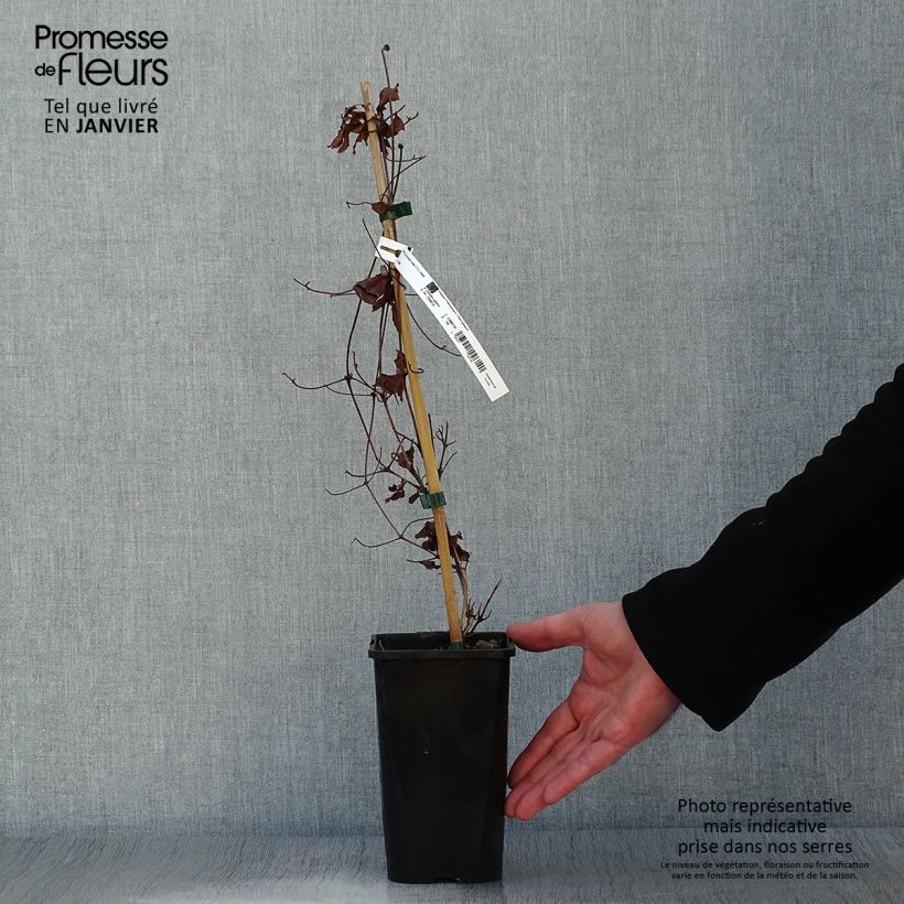 Exemplar von Waldrebe Couronne Royale - Clematis Topf mit 1,5L/2L wie im Winter geliefert