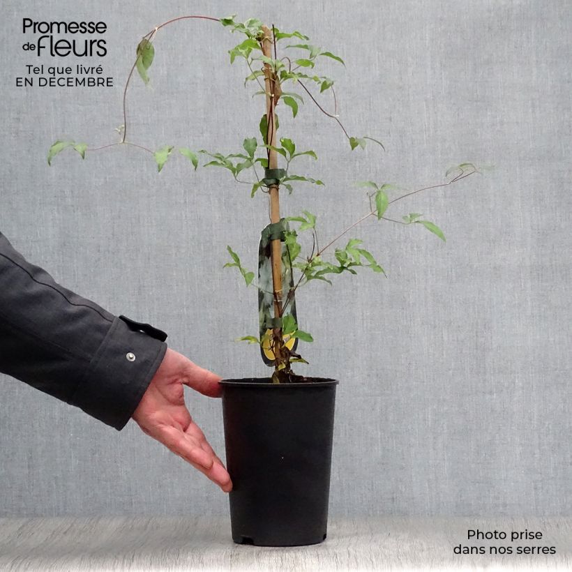 Exemplar von Waldrebe Dancing Dorien - Clematis Topf mit 2L/3L wie im Winter geliefert
