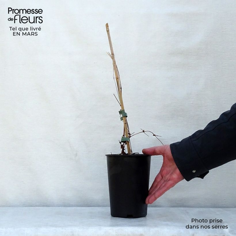 Exemplar von Waldrebe Dancing Queen - Clematis Topf mit 2L/3L wie im Frühjahr geliefert