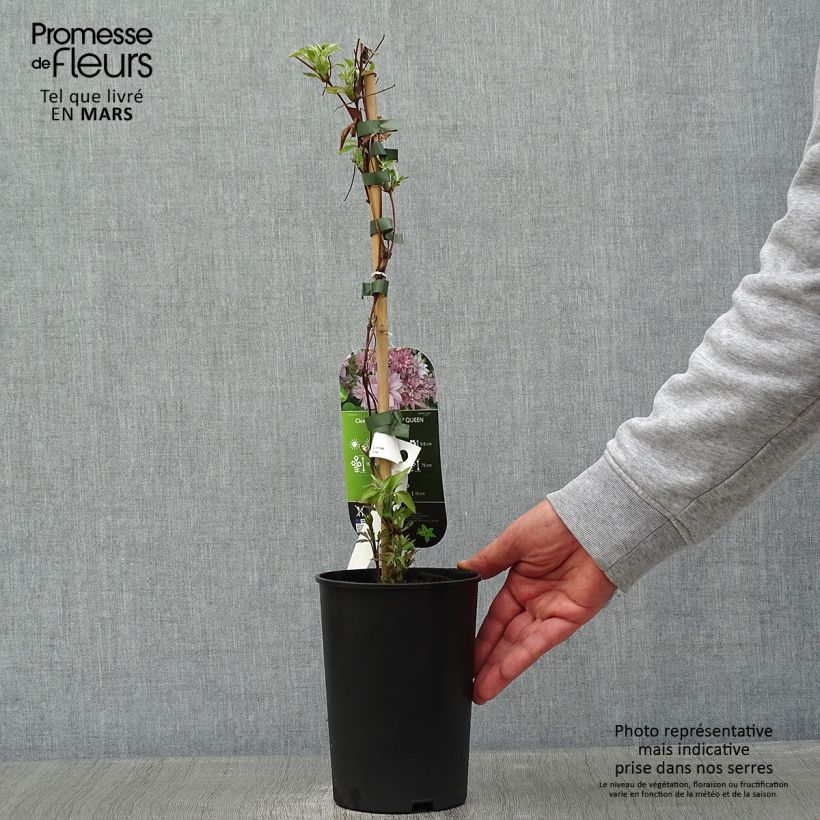 Exemplar von Waldrebe Dancing Queen - Clematis Topf mit 2L/3L wie im Winter geliefert