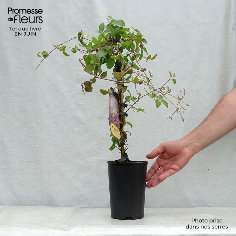 Exemplar von Waldrebe Dancing Smile - Clematis Topf mit 2L/3L wie im Sommer geliefert