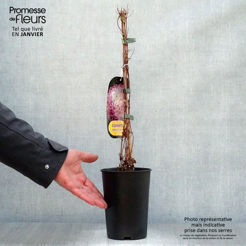 Exemplar von Waldrebe Dancing Smile - Clematis Topf mit 2L/3L wie im Winter geliefert
