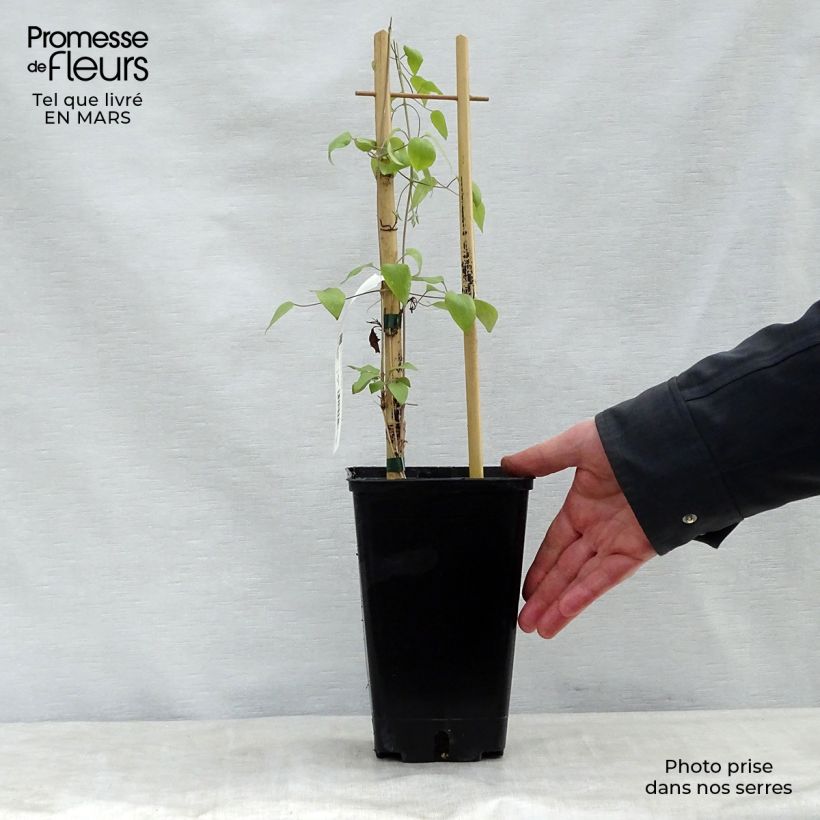 Exemplar von Waldrebe Destiny - Clematis Topf mit 1,5L/2L wie im Frühjahr geliefert