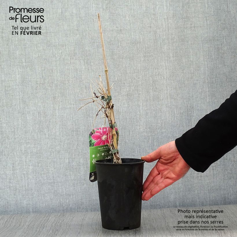 Exemplar von Waldrebe Docteur Ruppel - Clematis Topf mit 2L/3L wie im Winter geliefert