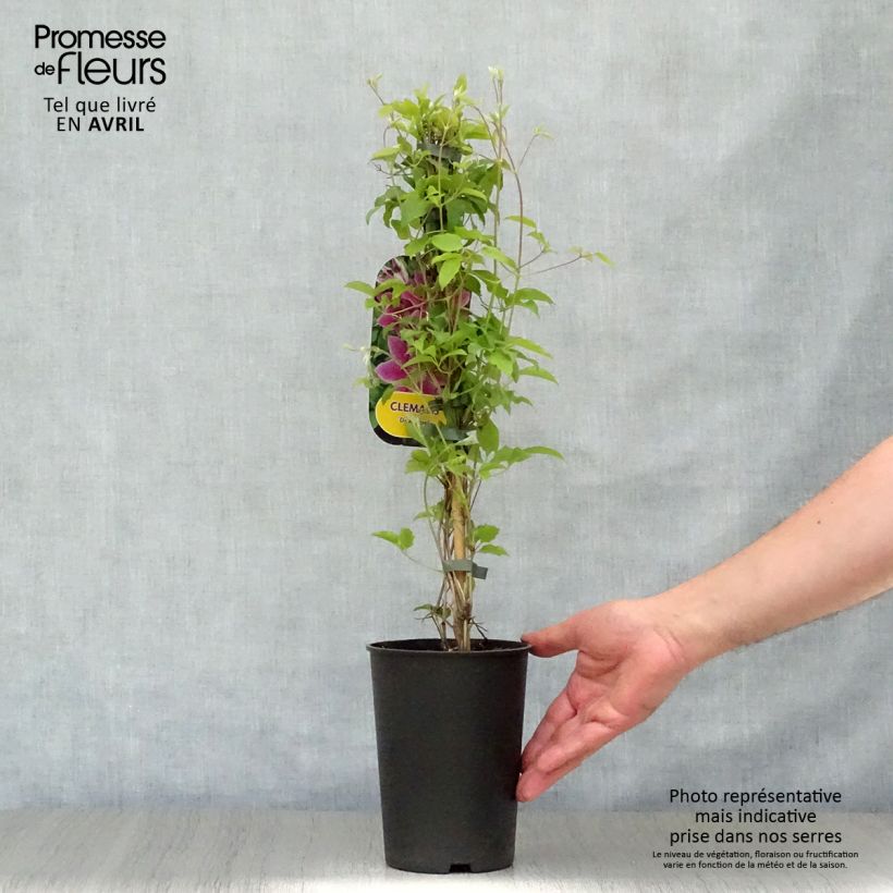 Exemplar von Waldrebe Docteur Ruppel - Clematis Topf mit 2L/3L wie im Frühjahr geliefert