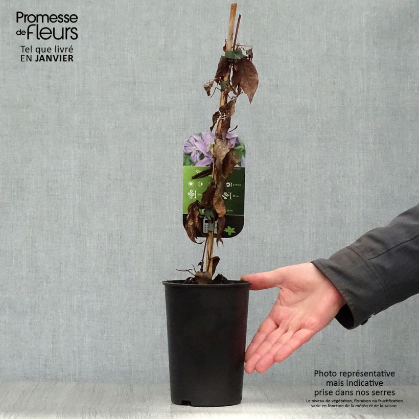 Exemplar von Waldrebe Dorothy Walton - Clematis Topf mit 1,5L/2L wie im Winter geliefert