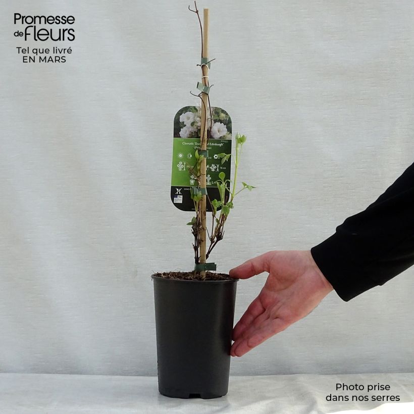 Exemplar von Waldrebe Duchess of Edinburgh - Clematis Topf mit 2L/3L wie im Frühjahr geliefert