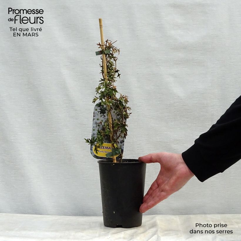 Exemplar von Waldrebe Early Sensation - Clematis Topf mit 2L/3L wie im Frühjahr geliefert