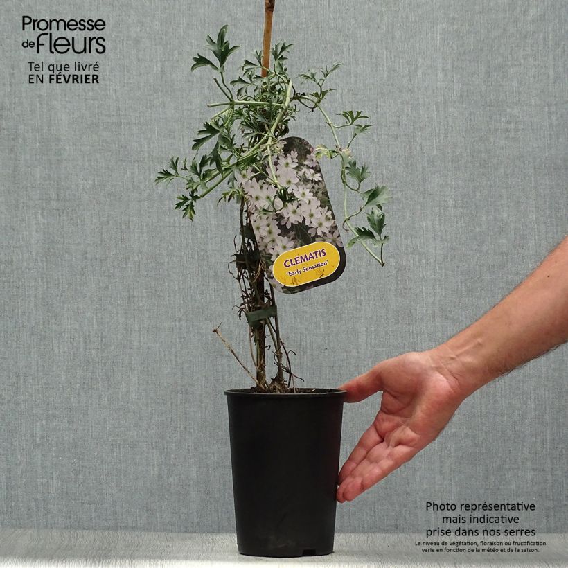 Exemplar von Waldrebe Early Sensation - Clematis Topf mit 2L/3L wie im Herbst geliefert