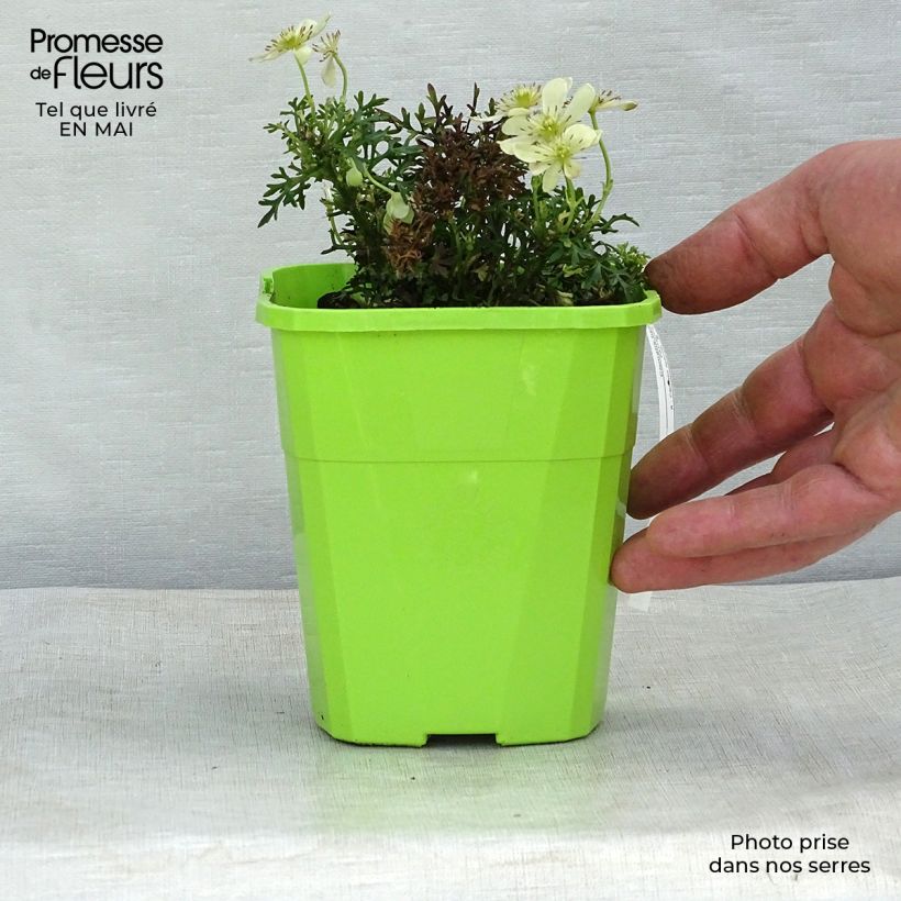 Exemplar von Waldrebe Emerald Dream - Clematis Topf mit 1L/1,5L wie im Frühjahr geliefert