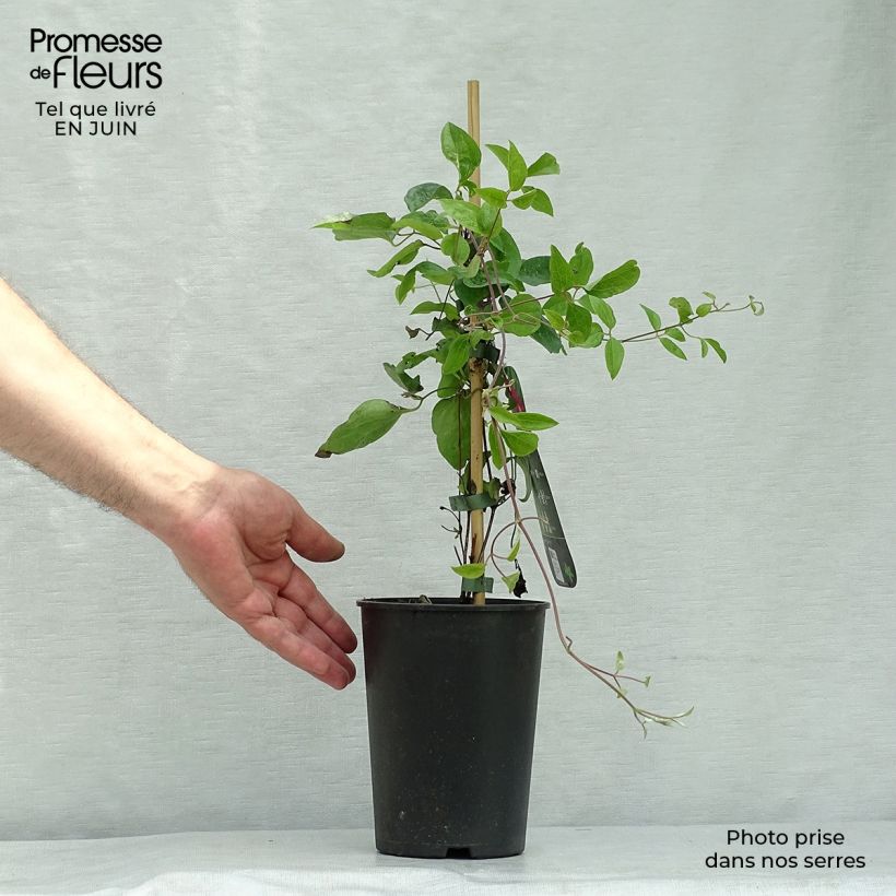 Exemplar von Clematis viticella Ernest Marckham - Waldrebe Topf mit 2L/3L wie im Sommer geliefert