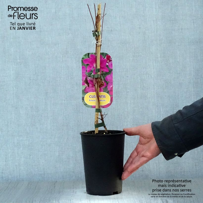 Exemplar von Clematis viticella Ernest Marckham - Waldrebe Topf mit 2L/3L wie im Winter geliefert
