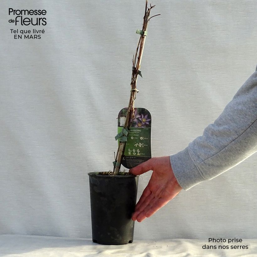 Exemplar von Waldrebe Exciting - Clematis Topf mit 2L/3L wie im Frühjahr geliefert