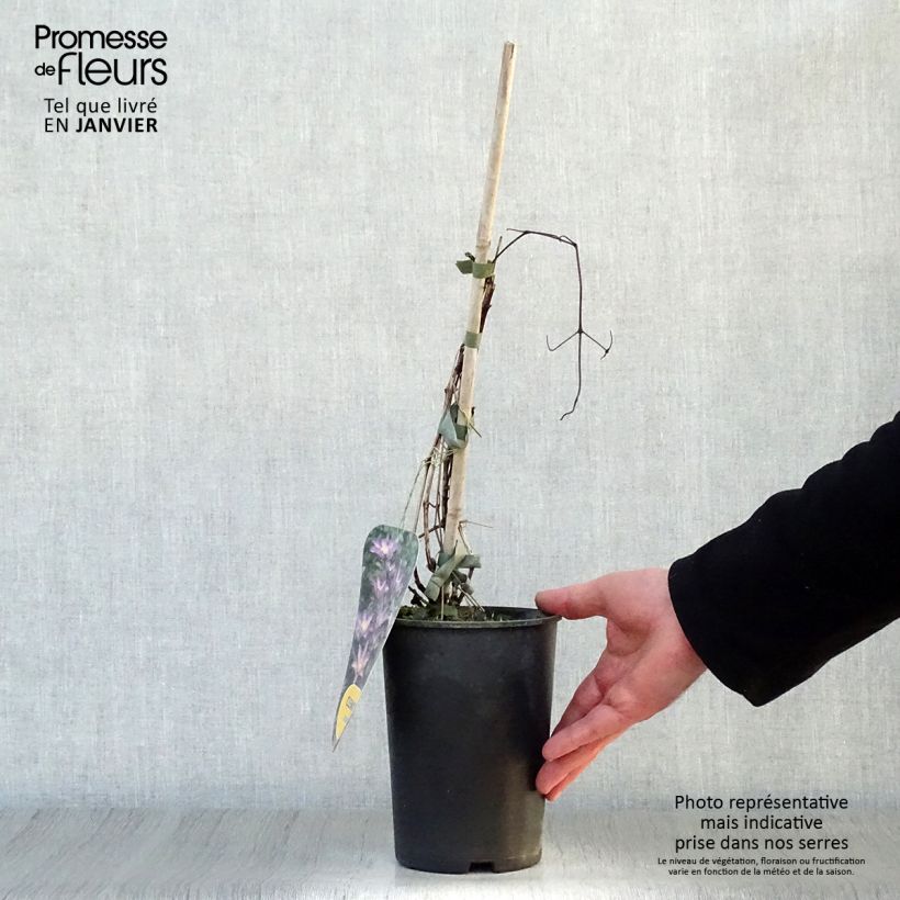 Exemplar von Waldrebe Exciting - Clematis Topf mit 2L/3L wie im Winter geliefert