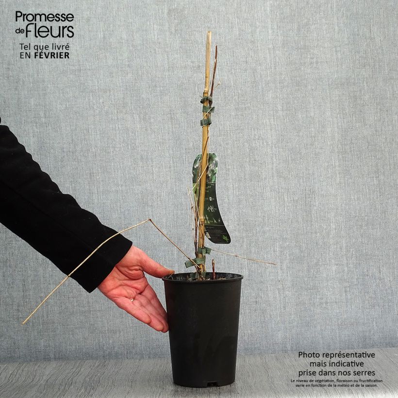 Exemplar von Waldrebe Fascination - Clematis Topf mit 2L/3L wie im Winter geliefert