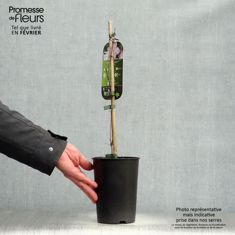 Exemplar von Clematis florida Fond Memories - Waldrebe Topf mit 2L/3L wie im Winter geliefert