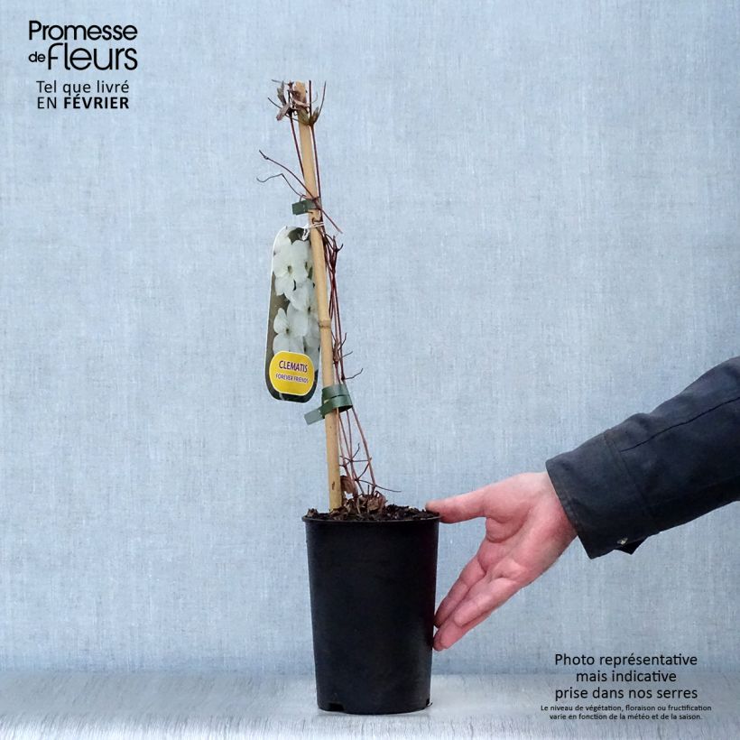 Exemplar von Clematis jackmanii Forever Friends - Waldrebe Topf mit 2L/3L wie im Winter geliefert