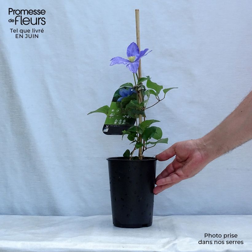 Exemplar von Waldrebe Fuji Musume - Clematis Topf mit 2L/3L wie im Sommer geliefert