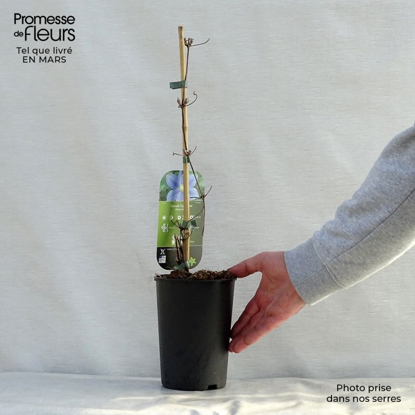 Exemplar von Waldrebe Fuji Musume - Clematis Topf mit 2L/3L wie im Frühjahr geliefert