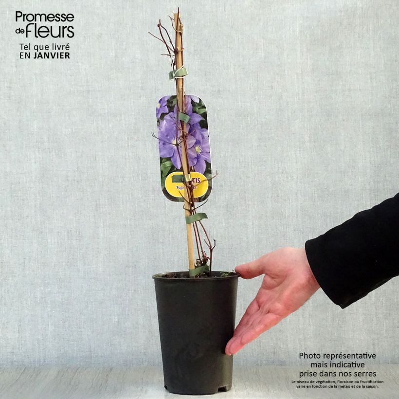 Exemplar von Waldrebe Fuji Musume - Clematis Topf mit 2L/3L wie im Winter geliefert