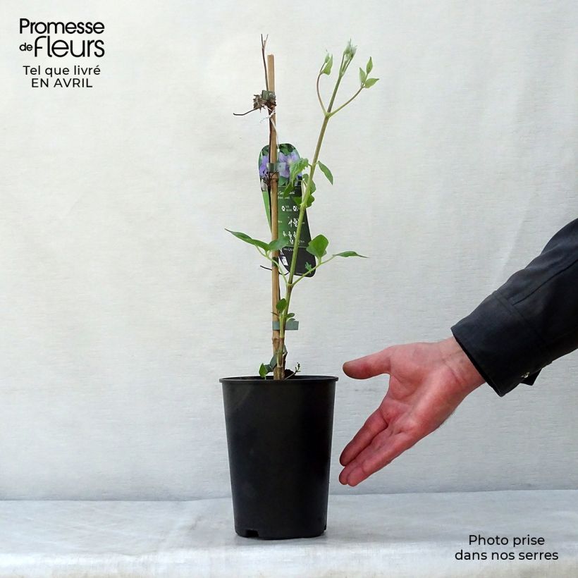 Exemplar von Waldrebe Général Sikorski - Clematis Topf mit 2L/3L wie im Frühjahr geliefert