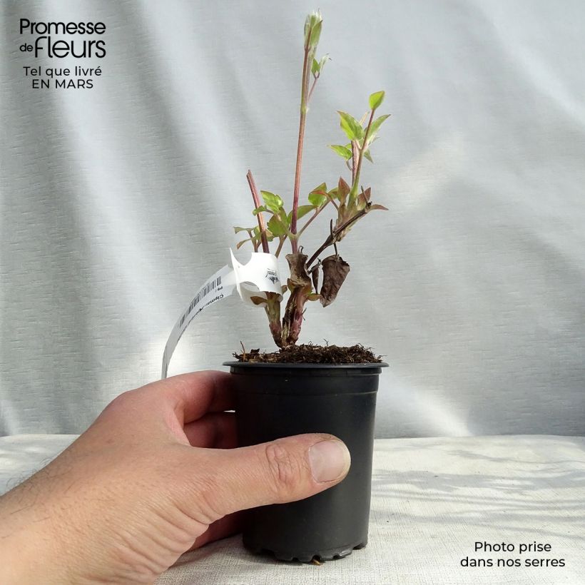 Exemplar von Waldrebe Général Sikorski - Clematis Kleine Töpfe von 8/9 cm wie im Winter geliefert