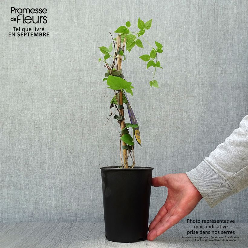 Exemplar von Waldrebe Général Sikorski - Clematis Topf mit 2L/3L wie im Herbst geliefert
