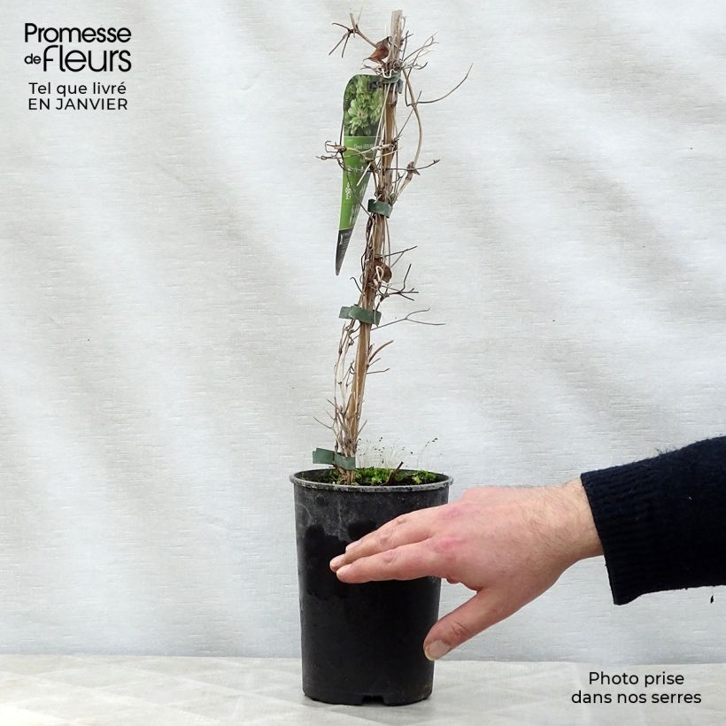 Exemplar von Waldrebe Green Passion - Clematis Topf mit 2L/3L wie im Winter geliefert