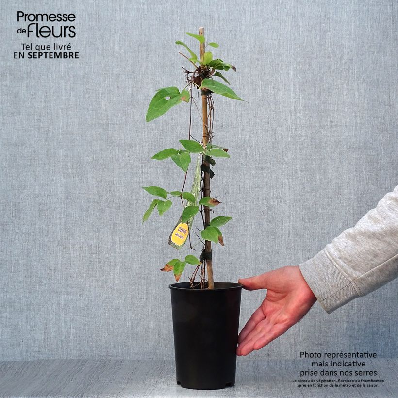 Exemplar von Waldrebe Green Passion - Clematis Topf mit 2L/3L wie im Herbst geliefert