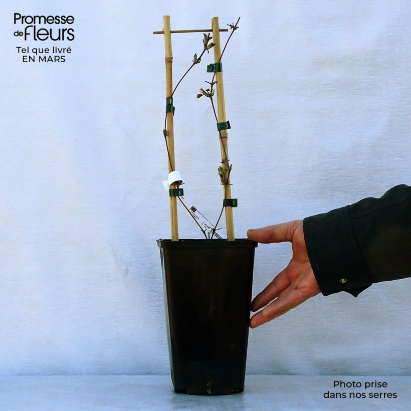 Exemplar von Waldrebe H. F. Young - Clematis Topf mit 1,5L/2L wie im Frühjahr geliefert