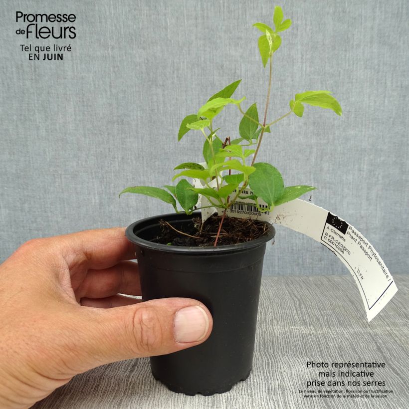Exemplar von Waldrebe Hagley hybride - Clematis Kleine Töpfe von 8/9 cm wie im Sommer geliefert