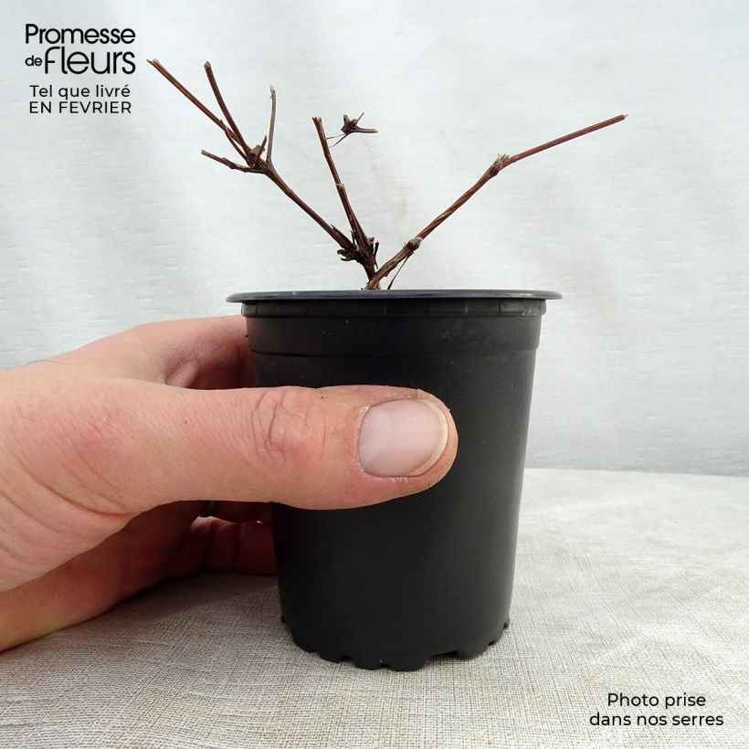 Exemplar von Waldrebe Hagley hybride - Clematis Kleine Töpfe von 8/9 cm wie im Winter geliefert