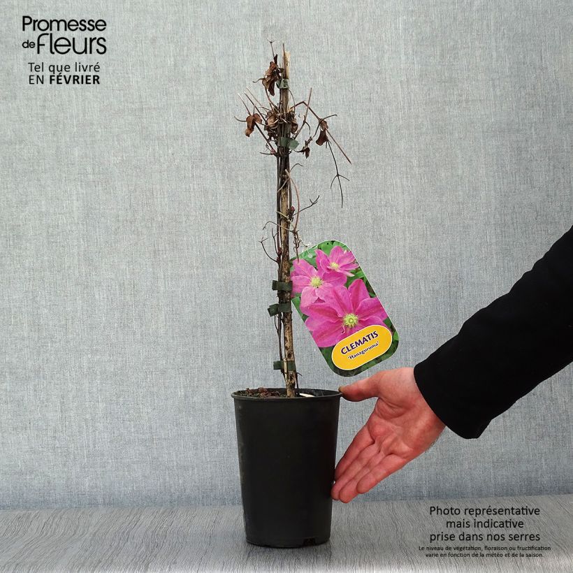 Exemplar von Waldrebe Hanagurama - Clematis Topf mit 2L/3L wie im Winter geliefert