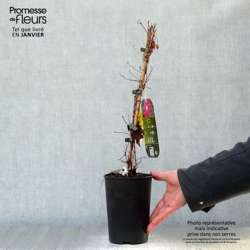 Exemplar von Waldrebe Hania - Clematis Topf mit 1,5L/2L wie im Winter geliefert