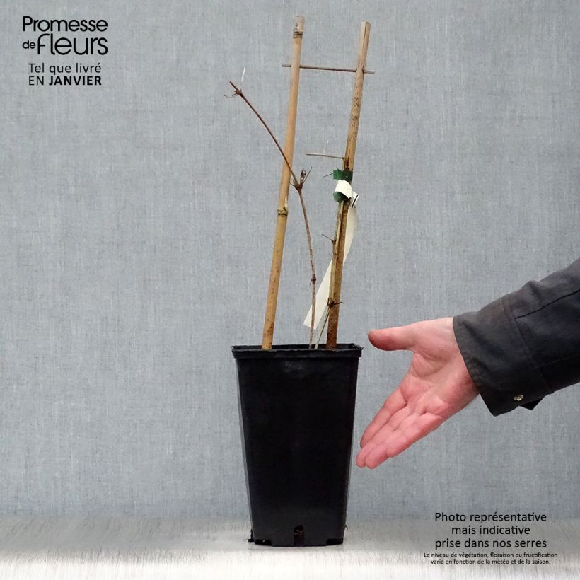 Exemplar von Waldrebe Hania - Clematis Topf mit 2L/3L wie im Winter geliefert