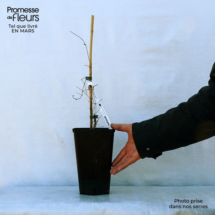 Exemplar von Waldrebe Hania - Clematis Topf mit 2L/3L wie im Frühjahr geliefert