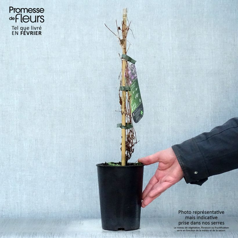 Exemplar von Waldrebe Hendryetta - Clematis Topf mit 2L/3L wie im Winter geliefert