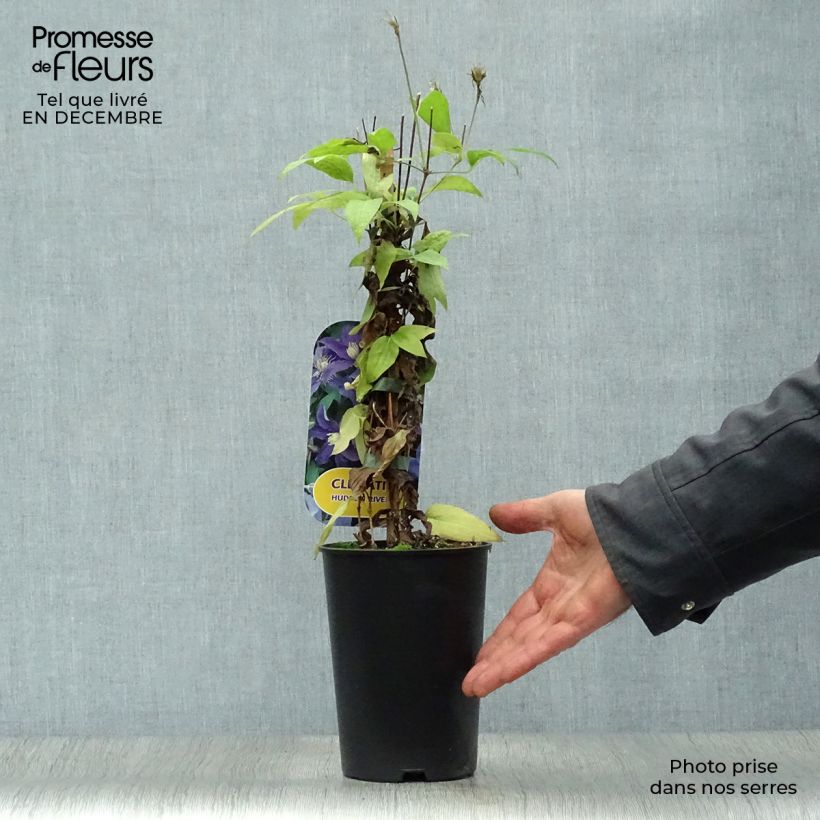 Exemplar von Waldrebe Hudson River - Clematis Topf mit 2L/3L wie im Winter geliefert