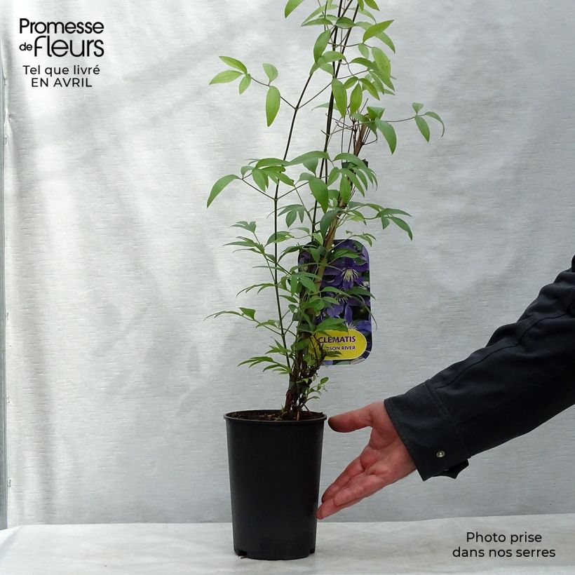 Exemplar von Waldrebe Hudson River - Clematis Topf mit 2L/3L wie im Frühjahr geliefert