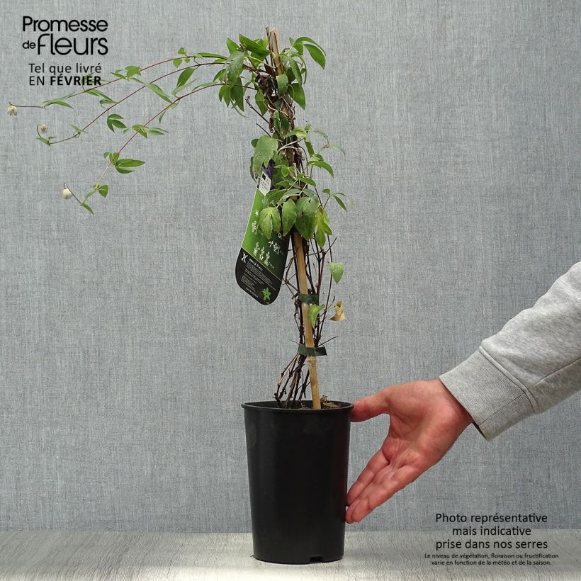 Exemplar von Waldrebe Hudson River - Clematis Topf mit 2L/3L wie im Herbst geliefert