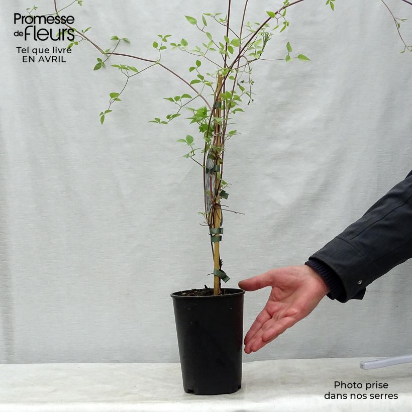 Exemplar von Waldrebe Huldine - Clematis Topf mit 2L/3L wie im Frühjahr geliefert