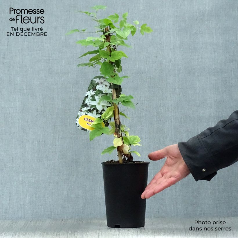 Exemplar von Waldrebe Huldine - Clematis Topf mit 2L/3L wie im Winter geliefert