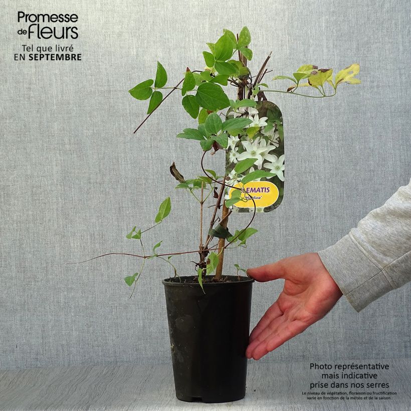 Exemplar von Waldrebe Huldine - Clematis Topf mit 2L/3L wie im Herbst geliefert