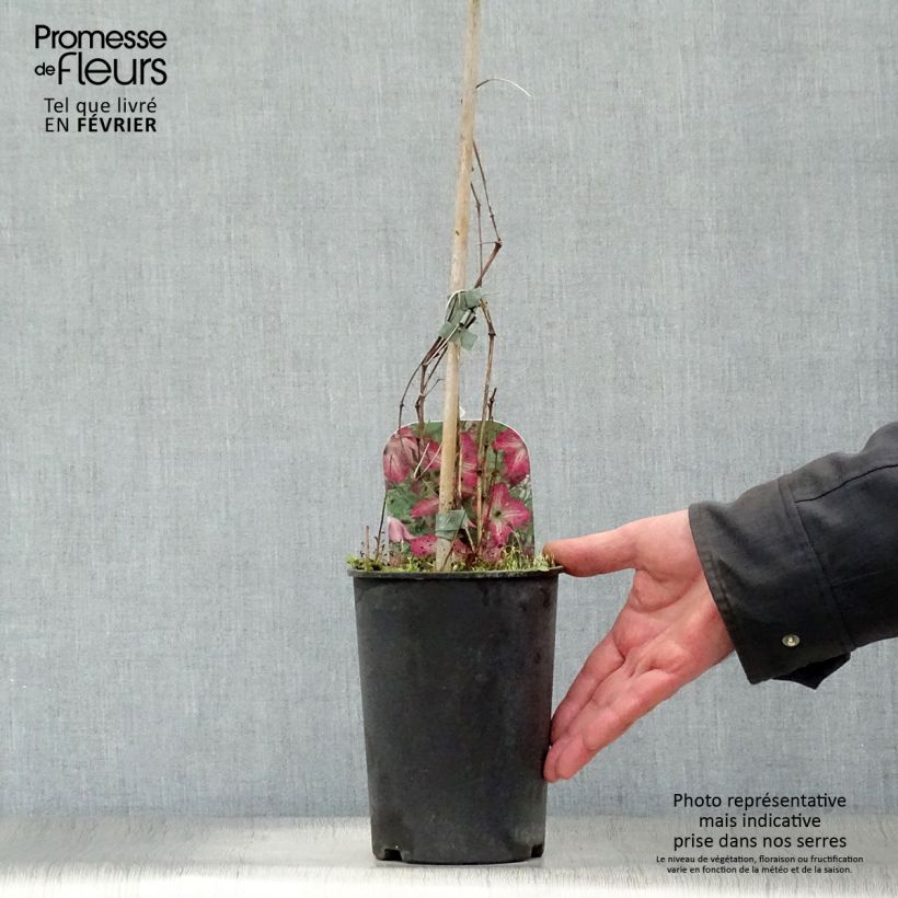 Exemplar von Clematis viticella I am Happy - Waldrebe Topf mit 2L/3L wie im Winter geliefert