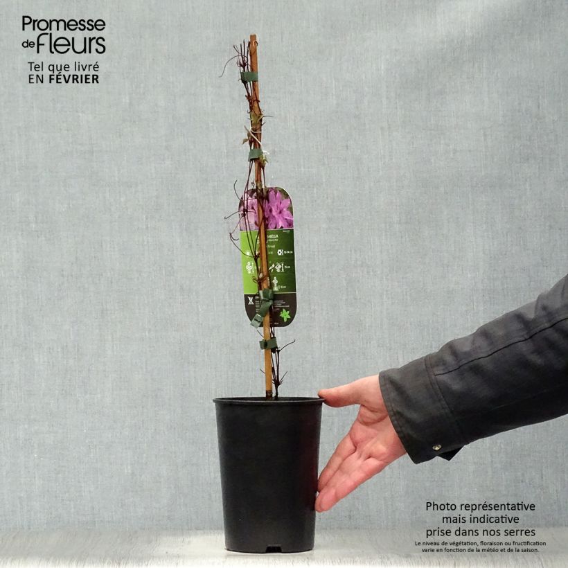 Exemplar von Waldrebe Isabella - Clematis Topf mit 2L/3L wie im Winter geliefert