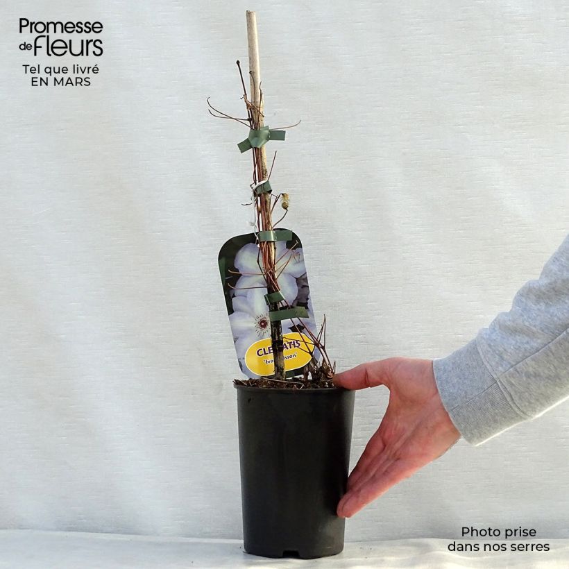 Exemplar von Waldrebe Ivan Olsson - Clematis Topf mit 2L/3L wie im Frühjahr geliefert